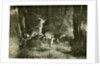 Deer Austria 1891 by Anonymous