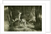 Deer Austria 1891 by Anonymous