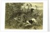 Deer Dog Hunt Austira 1891 by Anonymous