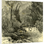 Woods Austria 1891 by Anonymous