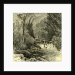 Woods Austria 1891 by Anonymous