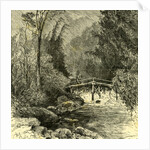 Woods Austria 1891 by Anonymous