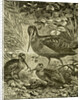 Woodcock Austria 1891 by Anonymous
