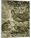 Woodcock Austria 1891 by Anonymous