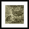 Woodcock Austria 1891 by Anonymous
