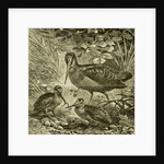 Woodcock Austria 1891 by Anonymous