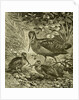 Woodcock Austria 1891 by Anonymous