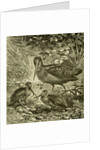 Woodcock Austria 1891 by Anonymous