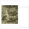 Woodcock Austria 1891 by Anonymous
