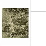 Woodcock Austria 1891 by Anonymous