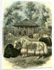 Paris Yaks 1854 by Anonymous