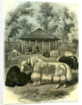 Paris Yaks 1854 by Anonymous