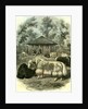 Paris Yaks 1854 by Anonymous