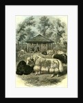 Paris Yaks 1854 by Anonymous