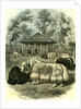 Paris Yaks 1854 by Anonymous