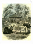 Paris Yaks 1854 by Anonymous