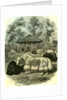 Paris Yaks 1854 by Anonymous