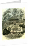 Paris Yaks 1854 by Anonymous