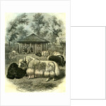 Paris Yaks 1854 by Anonymous