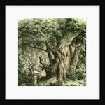 Woods UK 19th Century by Anonymous