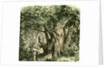 Woods UK 19th Century by Anonymous