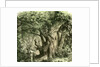 Woods UK 19th Century by Anonymous