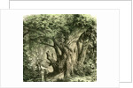 Woods UK 19th Century by Anonymous