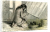 Conibos Woman Weaving 1869 Peru by Anonymous