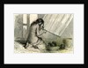 Conibos Woman Weaving 1869 Peru by Anonymous