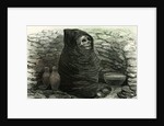 Mummy of an Aymara Indian 1869 Peru by Anonymous