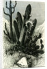Cereus Candelaris and Opuntia 1869 Peru by Anonymous