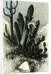 Cereus Candelaris and Opuntia 1869 Peru by Anonymous