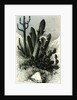 Cereus Candelaris and Opuntia 1869 Peru by Anonymous