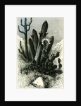 Cereus Candelaris and Opuntia 1869 Peru by Anonymous