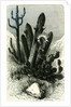 Cereus Candelaris and Opuntia 1869 Peru by Anonymous