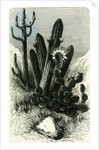 Cereus Candelaris and Opuntia 1869 Peru by Anonymous