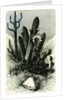 Cereus Candelaris and Opuntia 1869 Peru by Anonymous