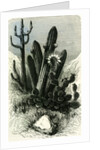 Cereus Candelaris and Opuntia 1869 Peru by Anonymous