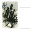 Cereus Candelaris and Opuntia 1869 Peru by Anonymous