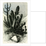 Cereus Candelaris and Opuntia 1869 Peru by Anonymous