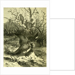 Birds Austria 1891 by Anonymous