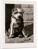 Regimental Pets: Pokeno, Dog Of The 50th Regiment by Anonymous
