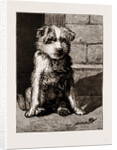 Regimental Pets: Pokeno, Dog Of The 50th Regiment by Anonymous