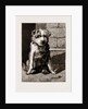 Regimental Pets: Pokeno, Dog Of The 50th Regiment by Anonymous