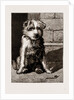 Regimental Pets: Pokeno, Dog Of The 50th Regiment by Anonymous