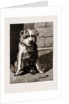 Regimental Pets: Pokeno, Dog Of The 50th Regiment by Anonymous