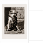 Regimental Pets: Pokeno, Dog Of The 50th Regiment by Anonymous