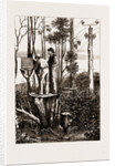 The Recent Transit Of Venus: Preparing For Work At An Australian Bush Station, 1875 by Anonymous