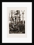 The Recent Transit Of Venus: Preparing For Work At An Australian Bush Station, 1875 by Anonymous