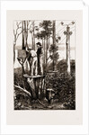 The Recent Transit Of Venus: Preparing For Work At An Australian Bush Station, 1875 by Anonymous